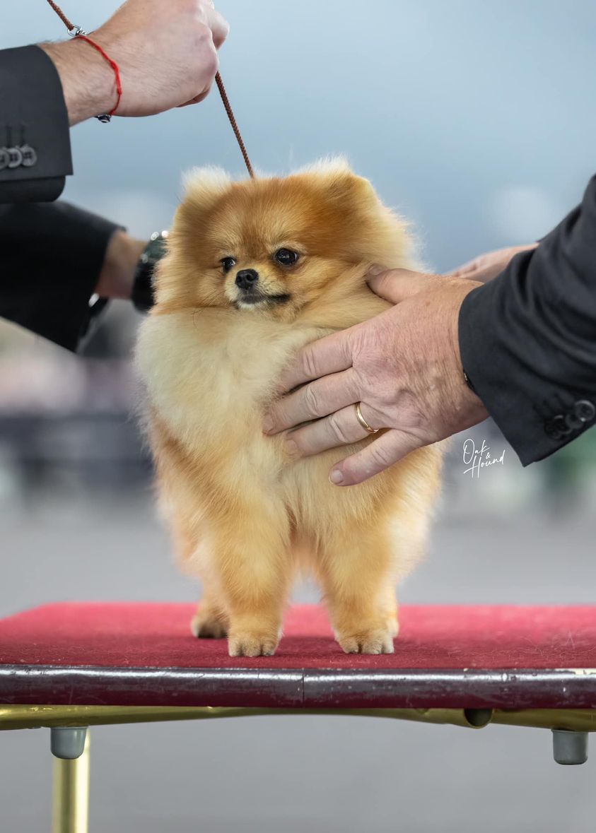 Talavera National Dog Show